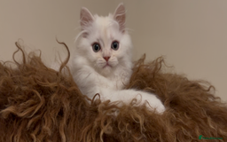 Munchkin cats for sale: Sweet Munchkins 🤗 - Image 8