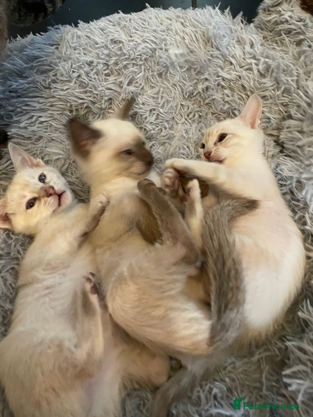 Bengal cats for sale: ABSOLUTELY BEAUTIFUL KITTENS 🐈‍⬛ XX - Advert 19