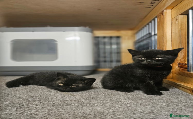 British Shorthair cats - Advert 1