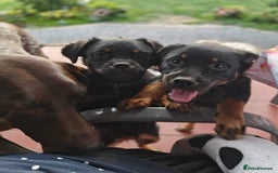 Mixed Breed dogs for adoption: Adorable Monika is ready for her forever home! - Image 13