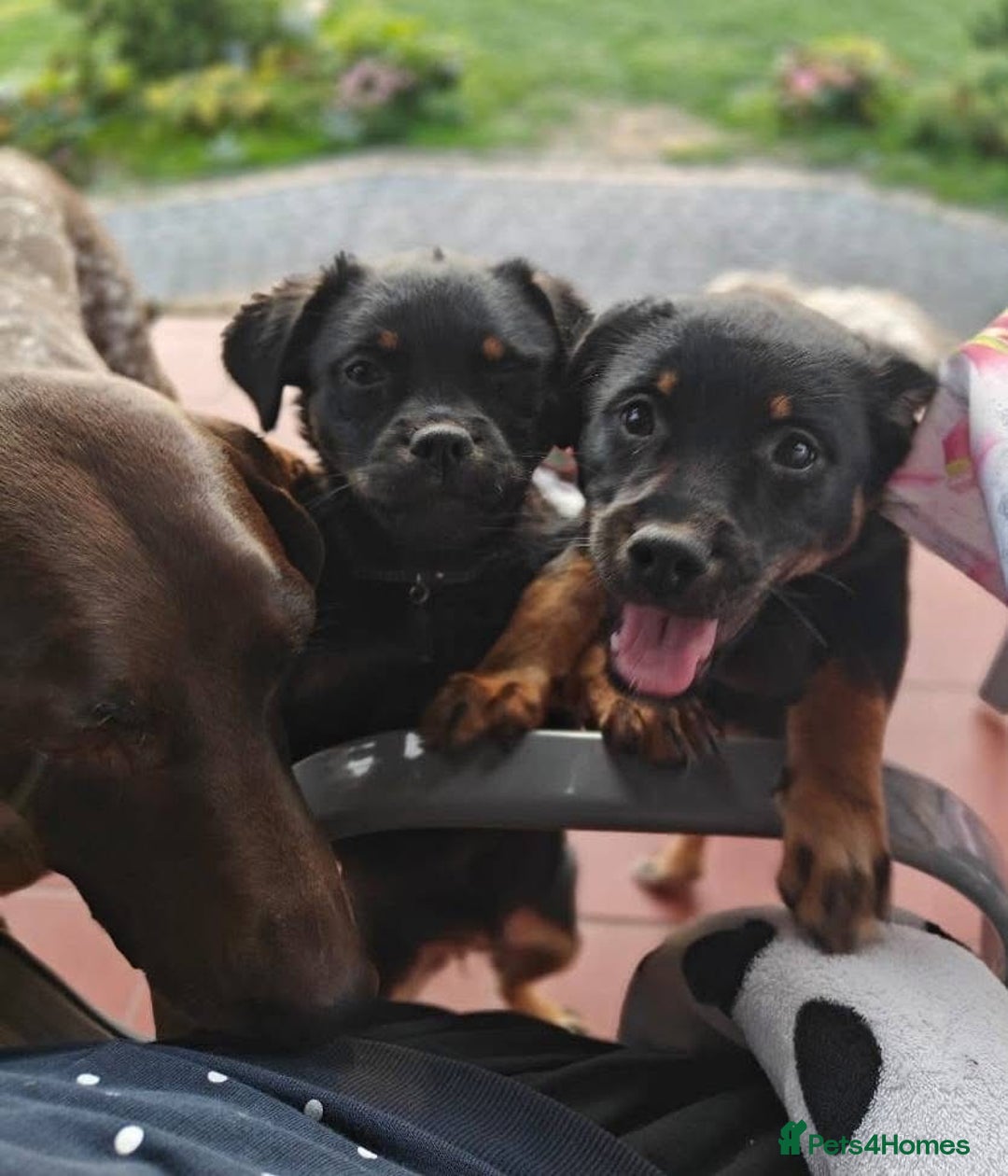 Mixed Breed dogs for adoption: Adorable Monika is ready for her forever home! - Image 13