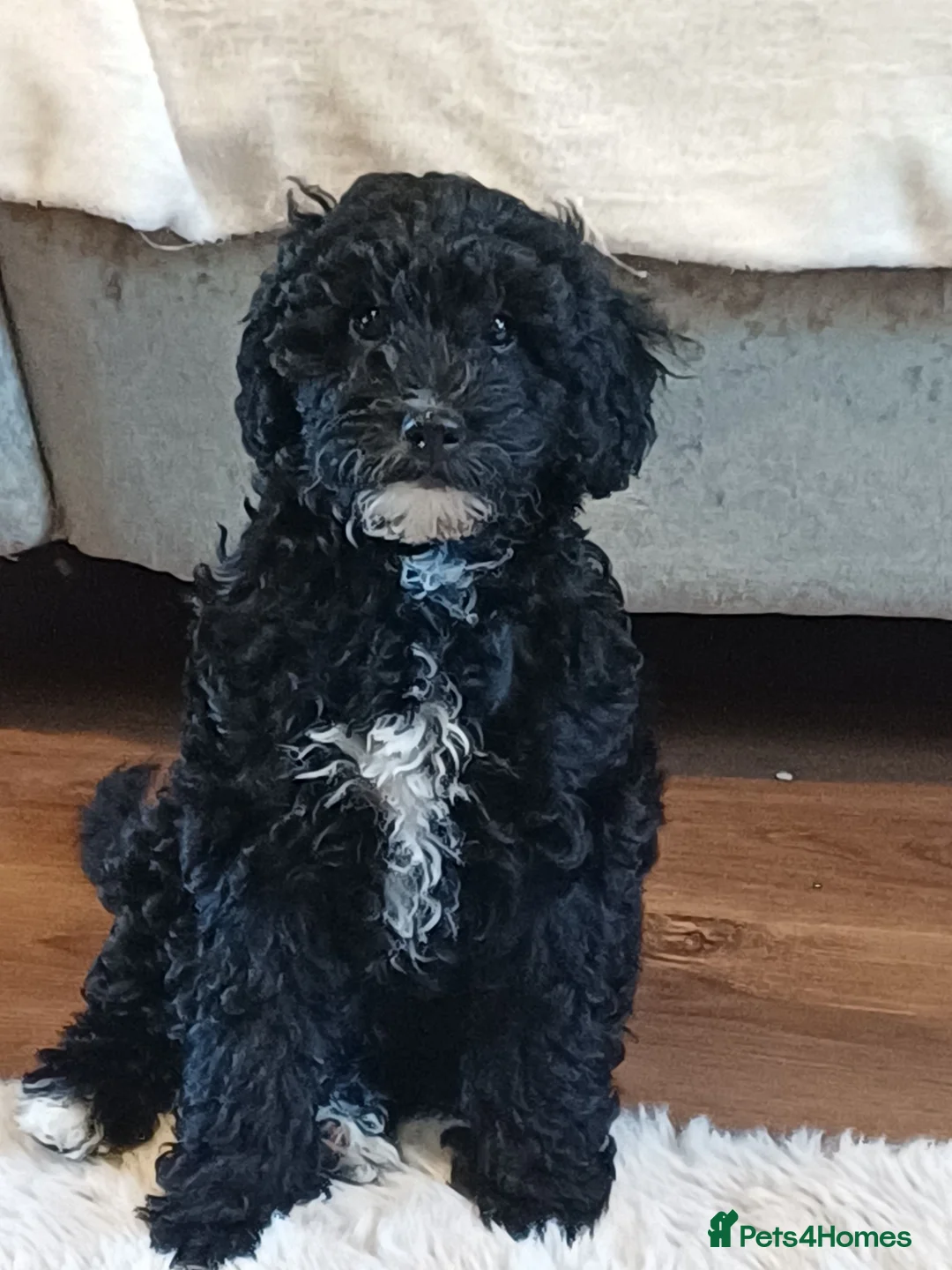 Cavapoochon dogs for sale:  CAVAPOOCHON puppies last girl. - Advert 2