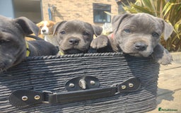 Staffordshire Bull Terrier dogs for sale: Chunky Staffy pups 💕 2 girls left, Ready to leave - Image 30