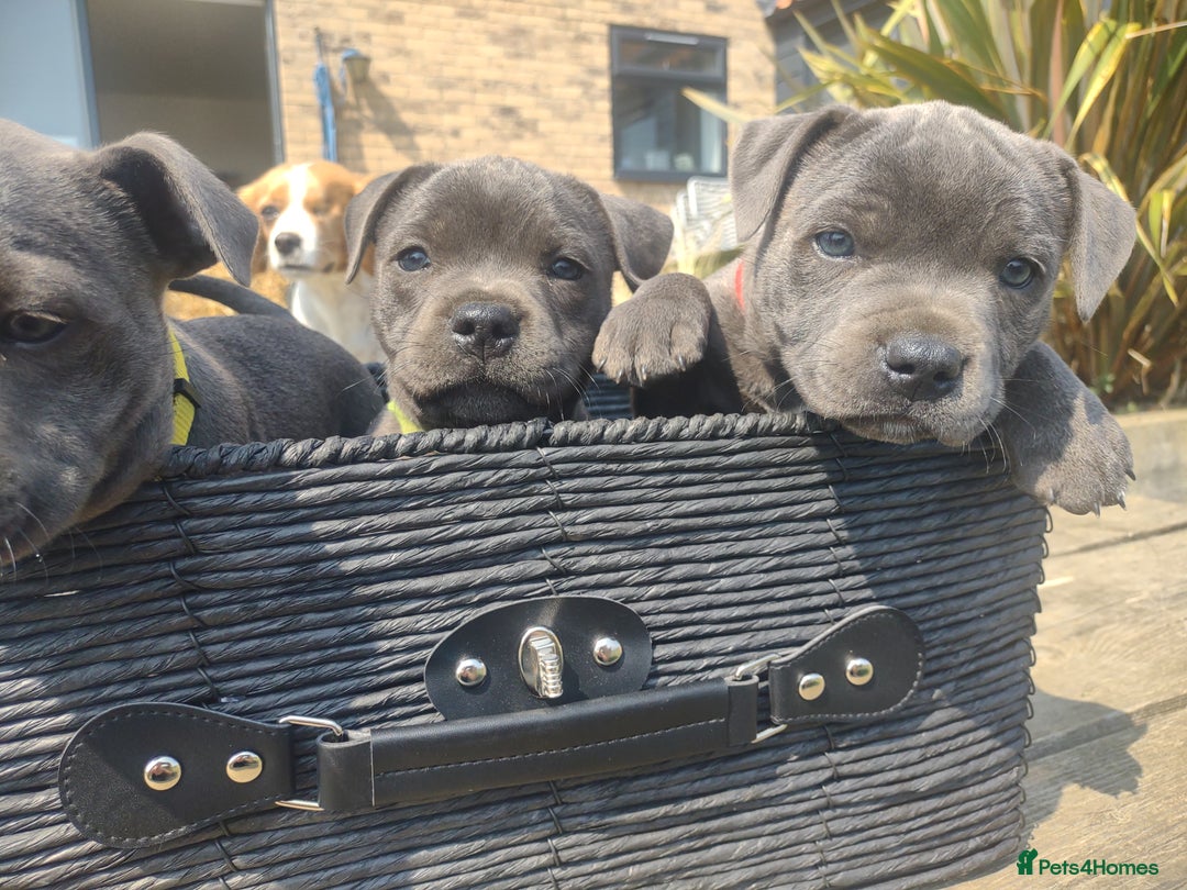 Staffordshire Bull Terrier dogs for sale: Chunky Staffy pups 💕 2 girls left, Ready to leave - Image 30