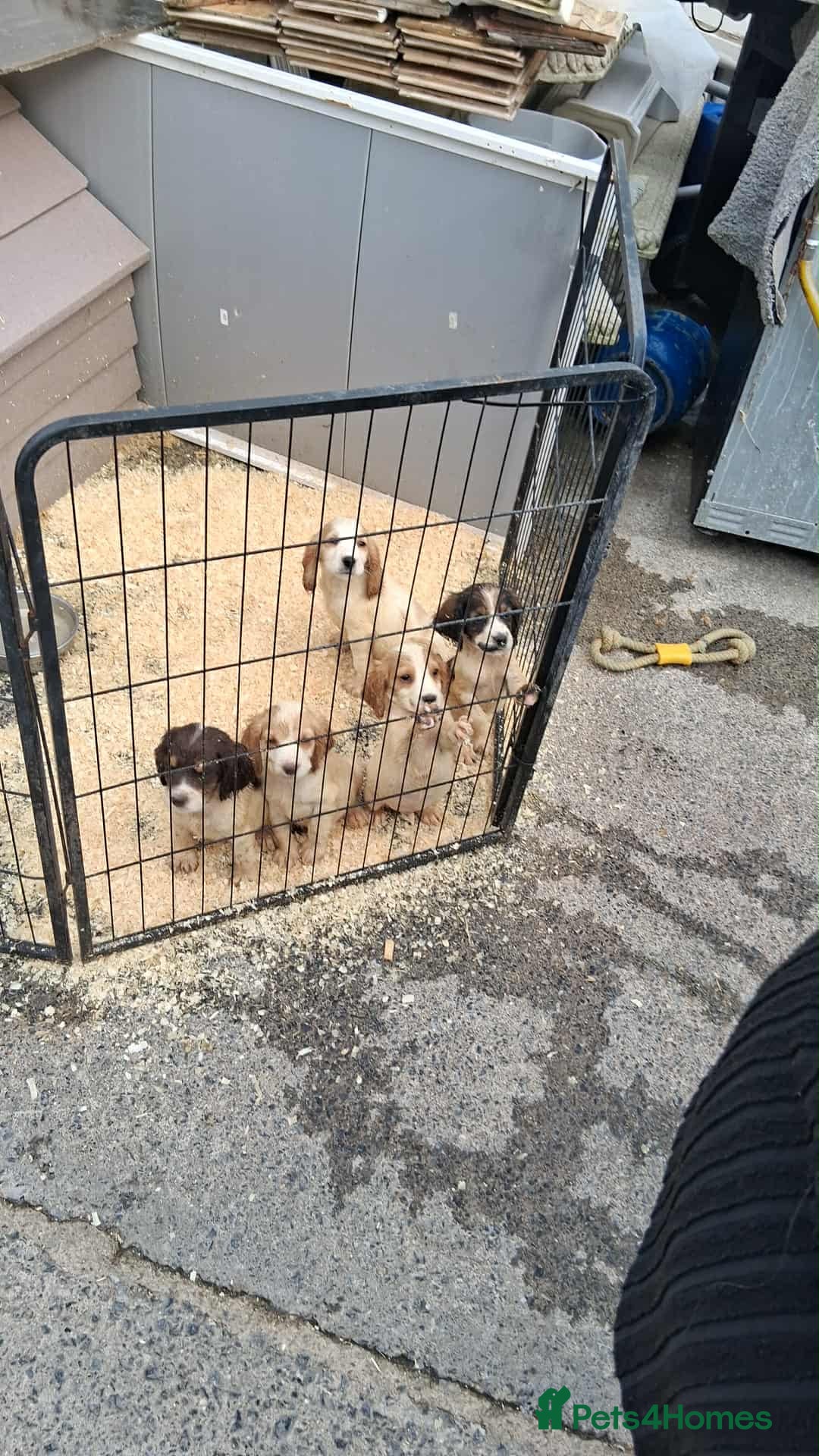 Cocker Spaniel dogs for sale: Cocker spaniel Boys - Image 12