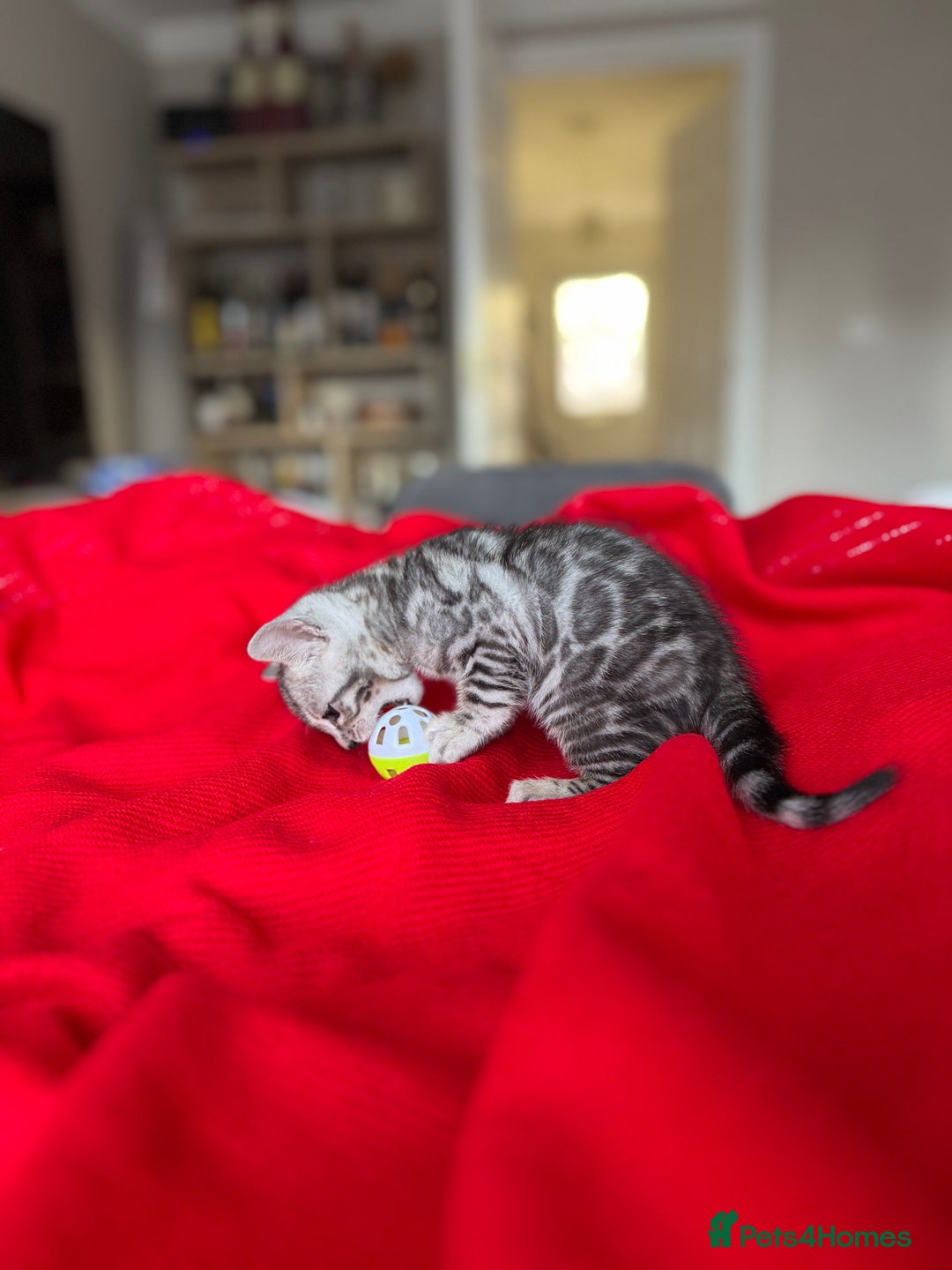 Bengal cats for sale: Purebred Bengal Kittens – Ready for Loving Homes - Advert 20