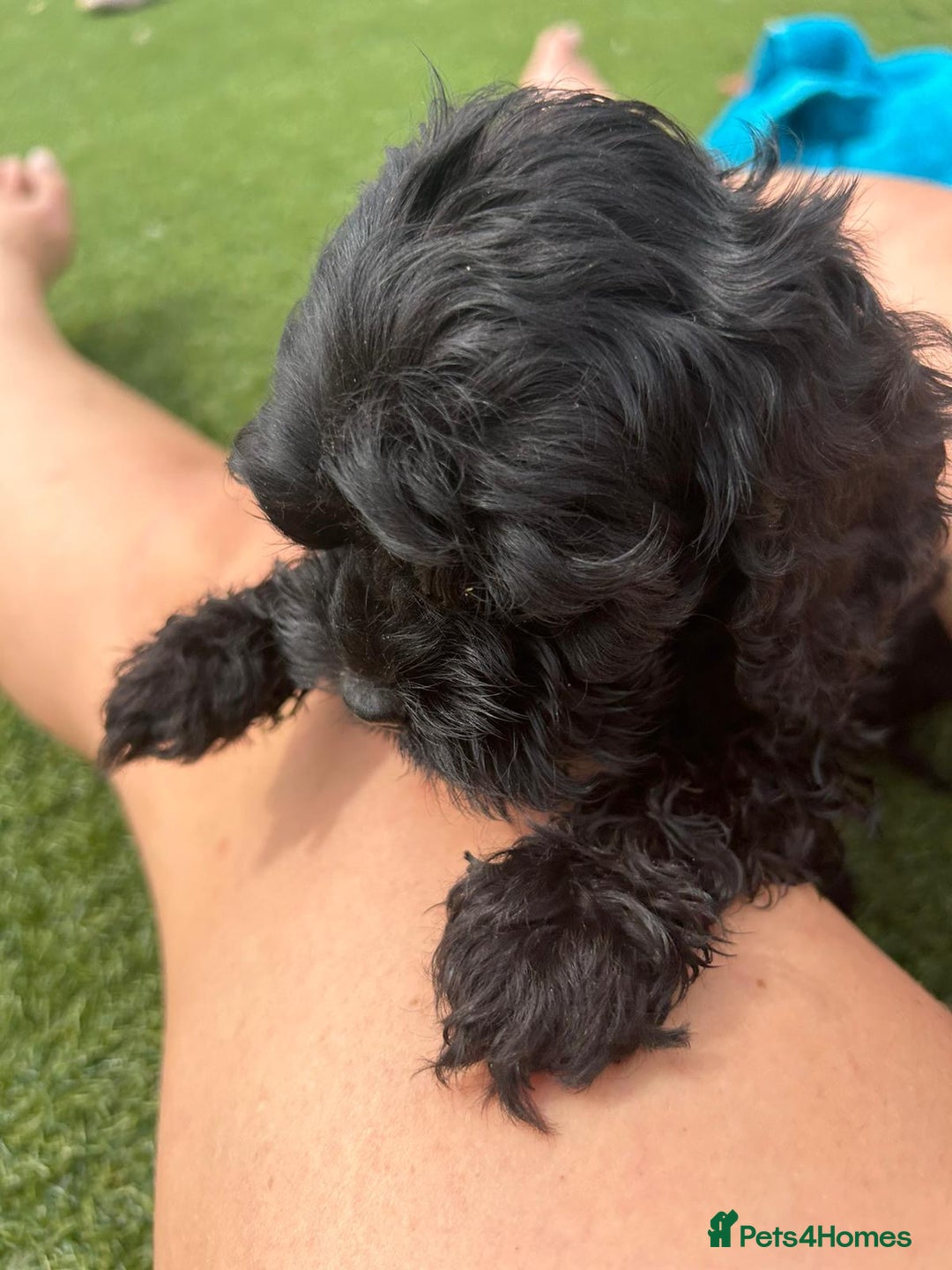 Cockapoo dogs for sale: Gorgeous American cockapoos  - Image 23