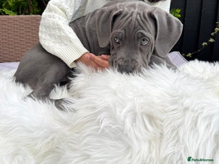 Mixed Breed dogs Last mastiff pups available - Advert 5