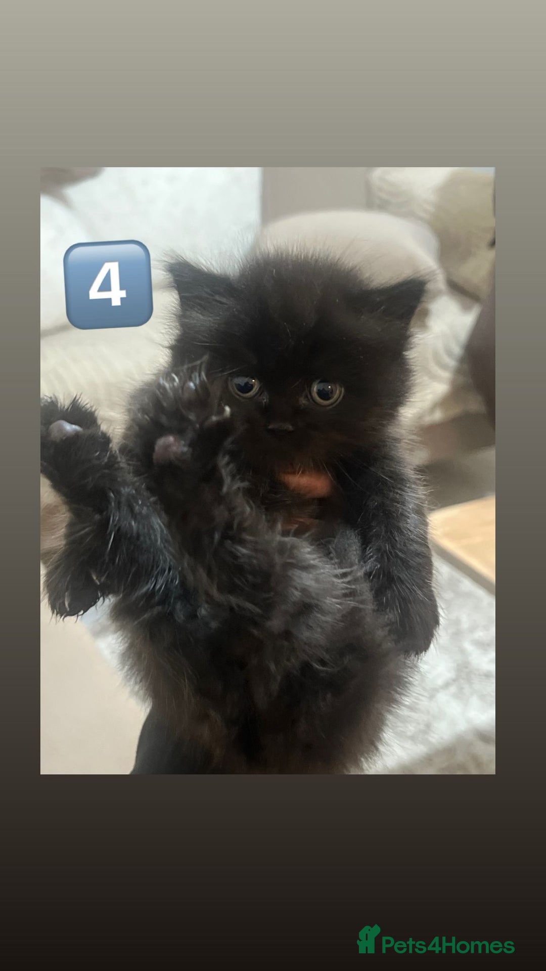 British Shorthair cats for sale: British Shorthair × British Longhair/ScottishFold - Advert 4