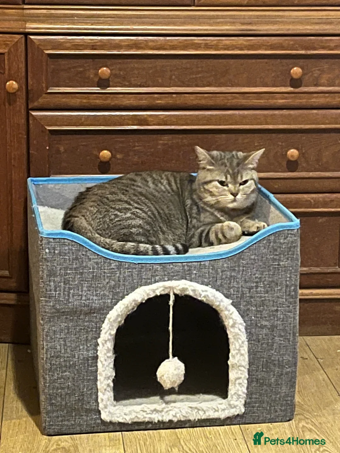 British Shorthair cats for sale: Adult female British Shorthair  - Advert 2