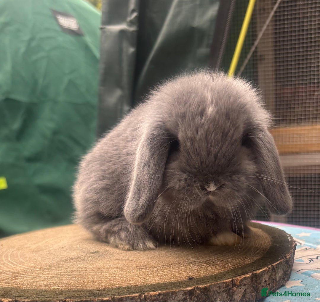 Mini Lop rabbits for sale: Pure bred PEDIGREED mini lops  - Image 4