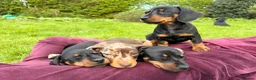 Miniature Dachshund dogs for sale: Last Girl & Boy - Miniature Dachshund Puppies - Advert 12