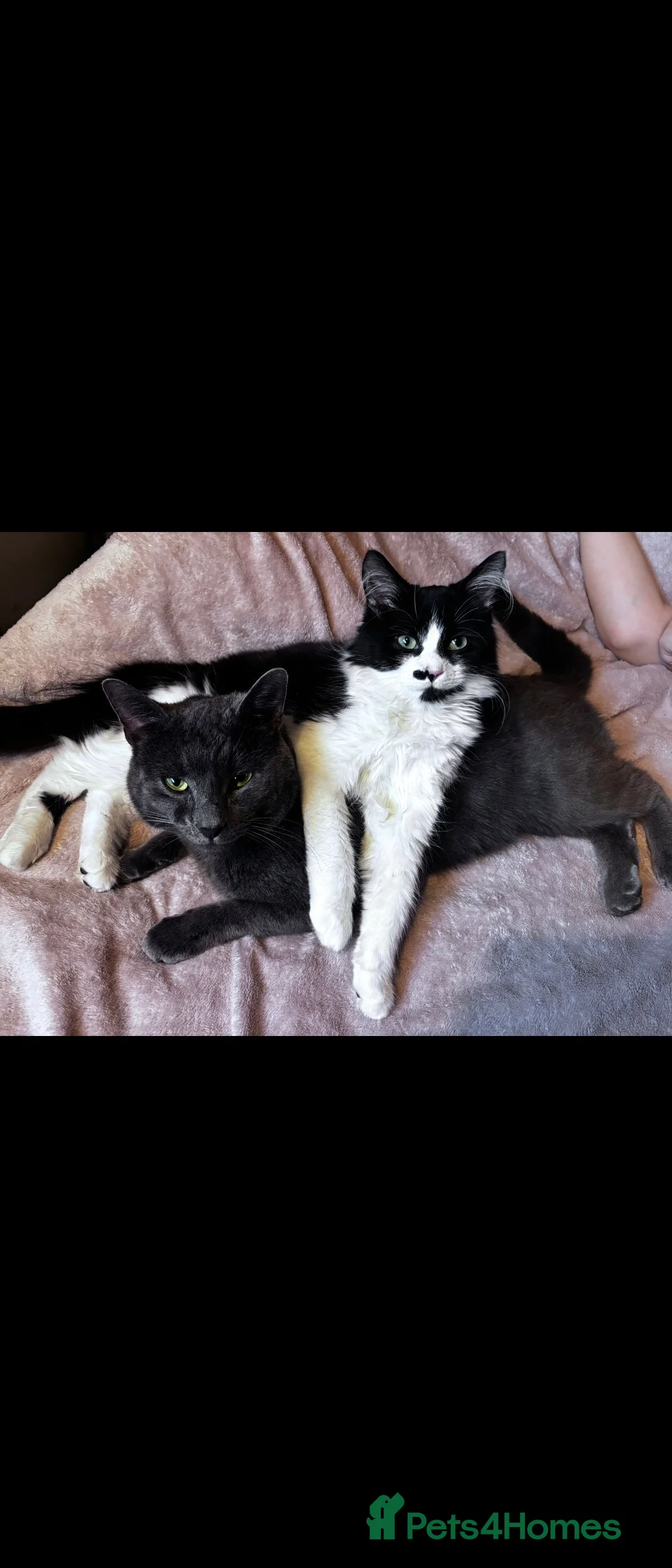 Mixed Breed cats for sale: Male cat monty - Advert 2