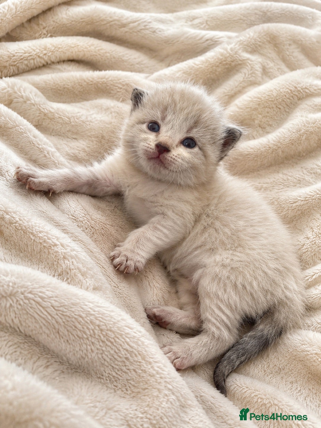 Mixed Breed cats 2 Beautiful Female Silver Shaded Kittens - Advert 1