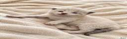 Mixed Breed cats for sale: 2 Beautiful Female Silver Shaded Kittens in Banbury - Advert 1