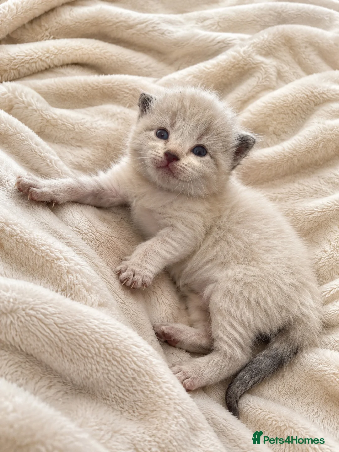 Mixed Breed cats for sale: 2 Beautiful Female Silver Shaded Kittens in Banbury - Advert 1