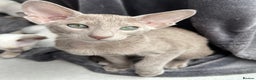 Oriental cats for sale: Supreme pedigree Lilac Oriental kittens GCCF reg - Advert 22