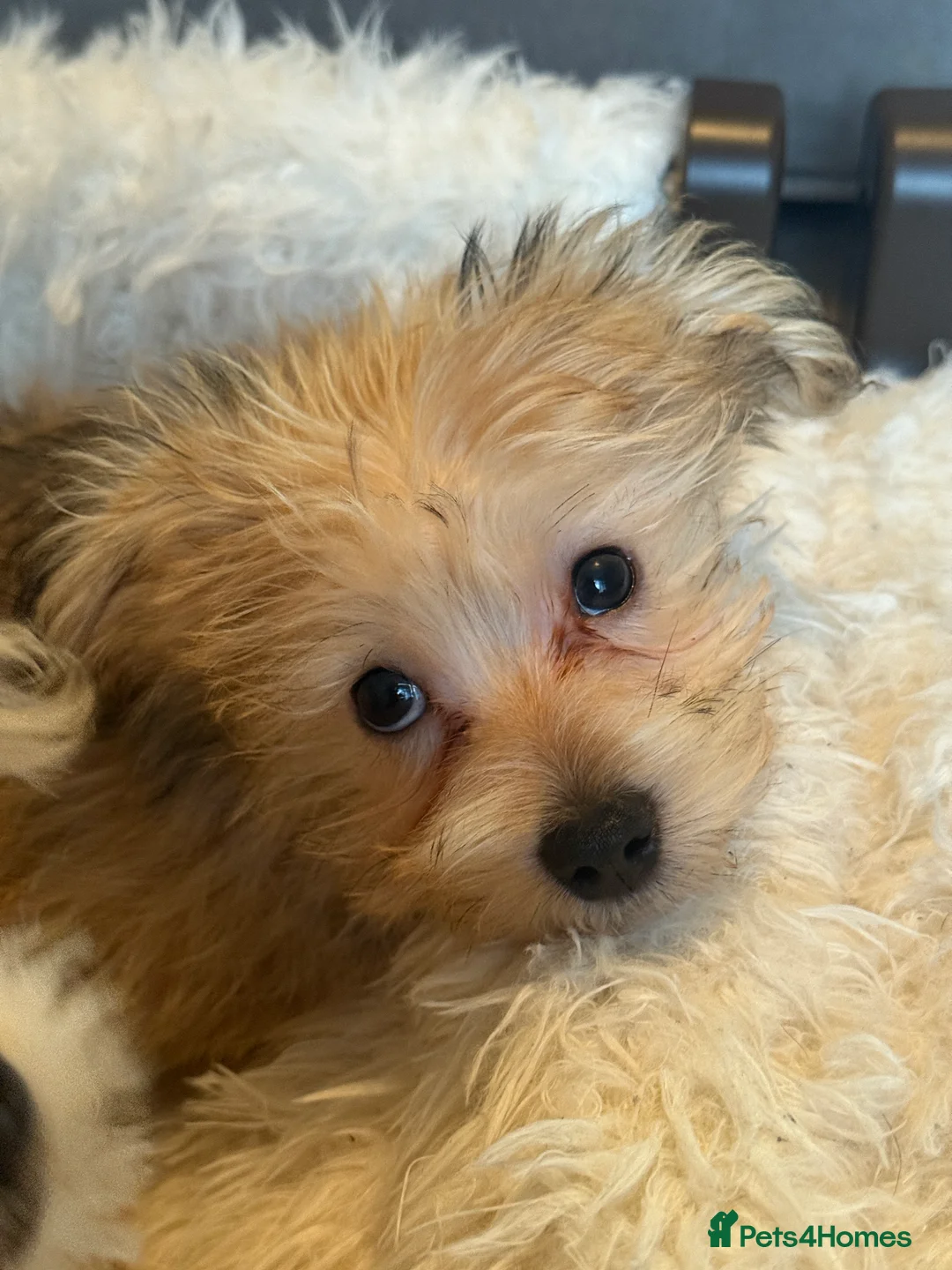 Mixed Breed dogs for sale: Ready to go! Unique mix - Maltese x JackChi Pups - Advert 9
