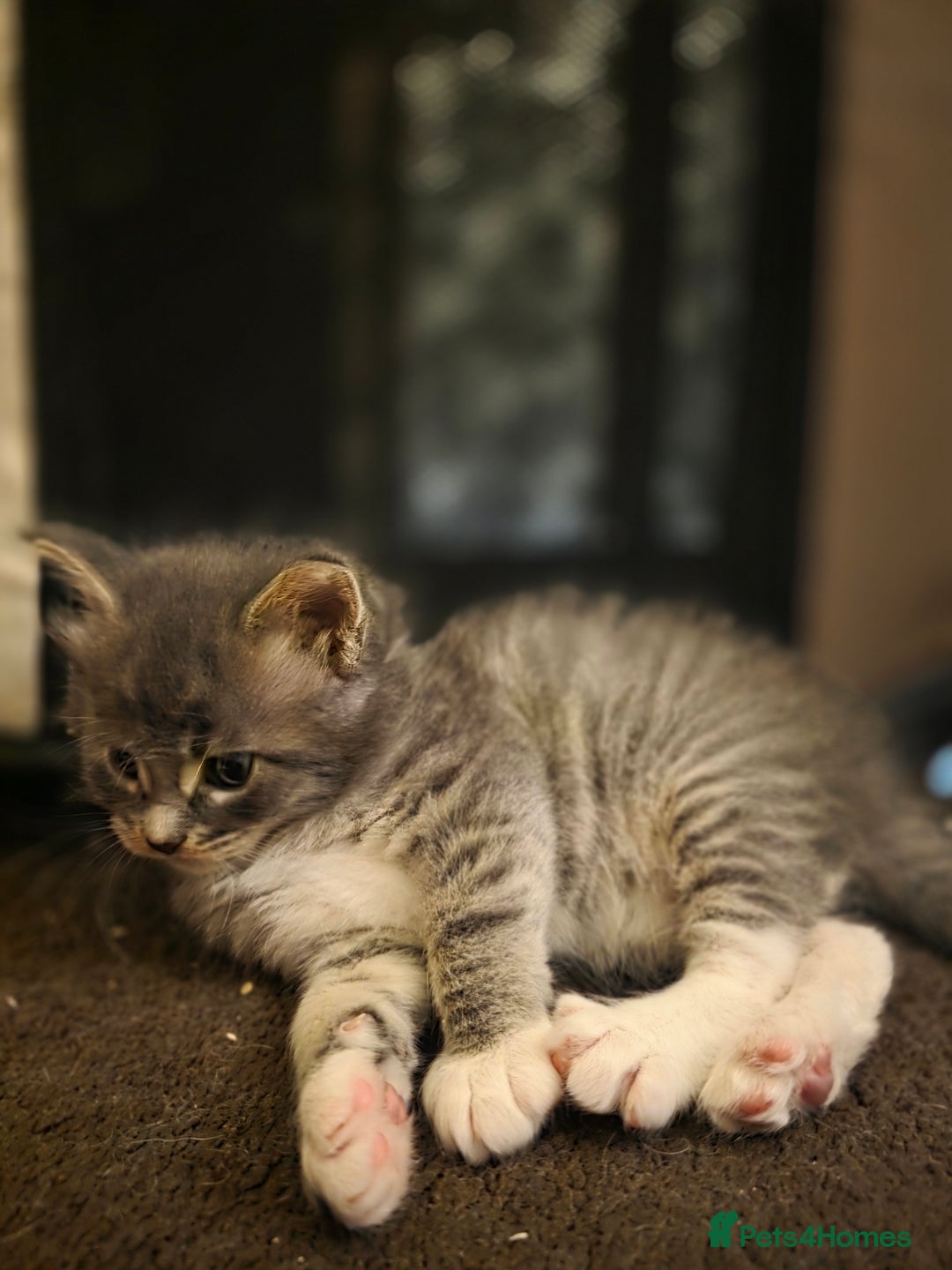 Maine Coon cats for sale: Beautiful Maine Coon Kittens 4 boys/2girl  - Advert 31
