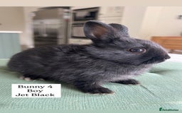 Netherland Dwarf rabbits for sale: Netherland Dwarf Bunnies available 17/06/2025 in Leatherhead - Image 10
