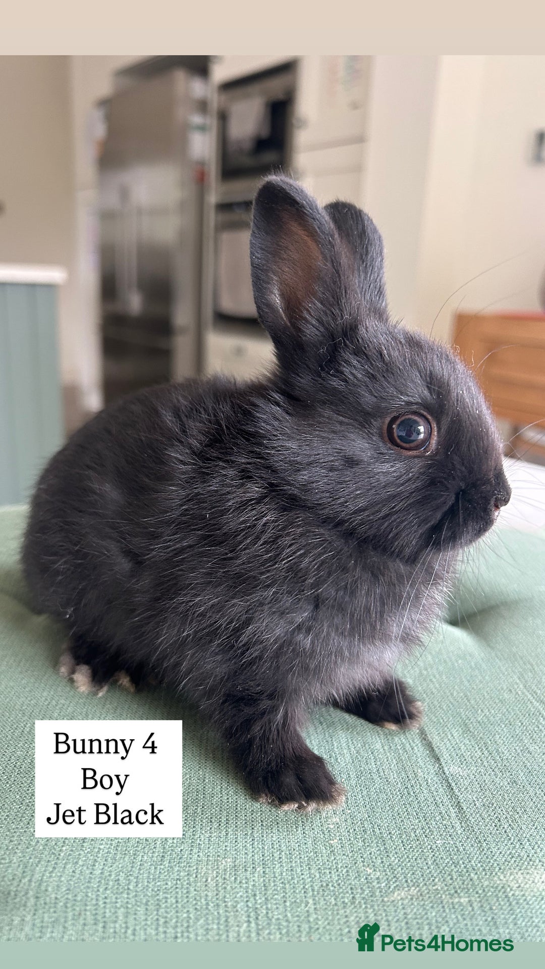 Netherland Dwarf rabbits for sale: Netherland Dwarf Bunnies available 17/06/2025 in Leatherhead - Image 10