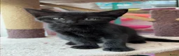 Mixed Breed cats for sale: Two gorgeous boys - Advert 9