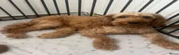 Cavapoo dogs for sale: Baby cavapoos  in Nottingham - Advert 1