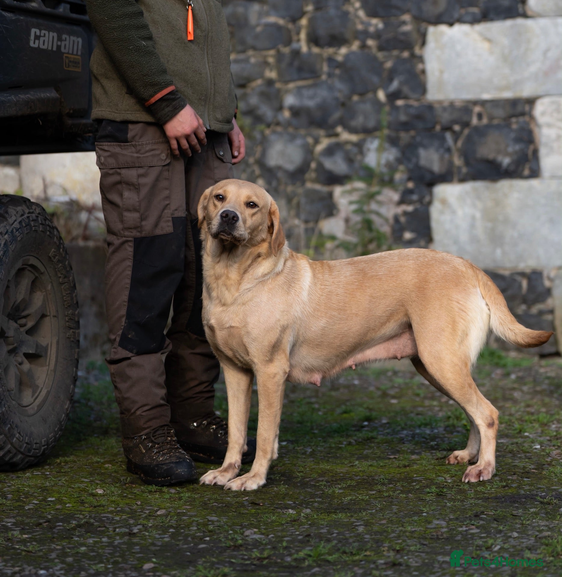 Labrador Retriever dogs for sale: Female Labrador puppy - Advert 20