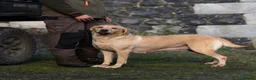 Labrador Retriever dogs for sale: Female Labrador puppy - Advert 3
