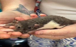 Rat rodents for sale: Babies rats, rex, dumbos and fancy - Image 2