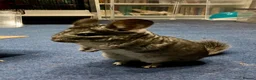 Chinchilla rodents for sale: Two 3yo sister chinchillas for sale in London - Advert 9