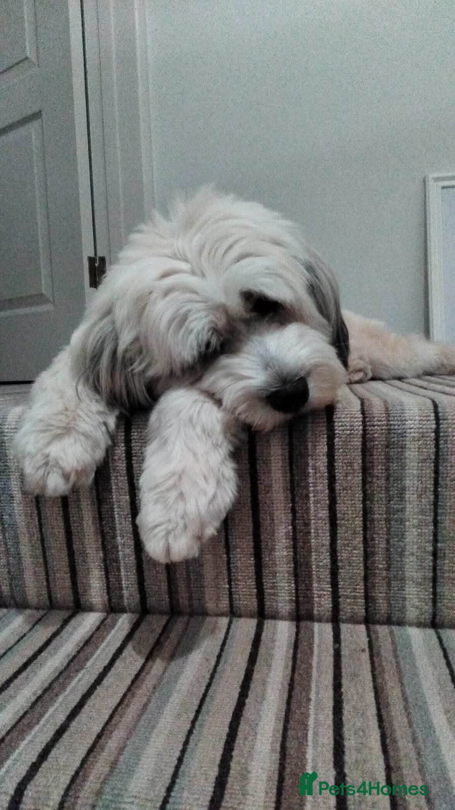 Mixed Breed dogs Beautiful Ellie - Advert 1