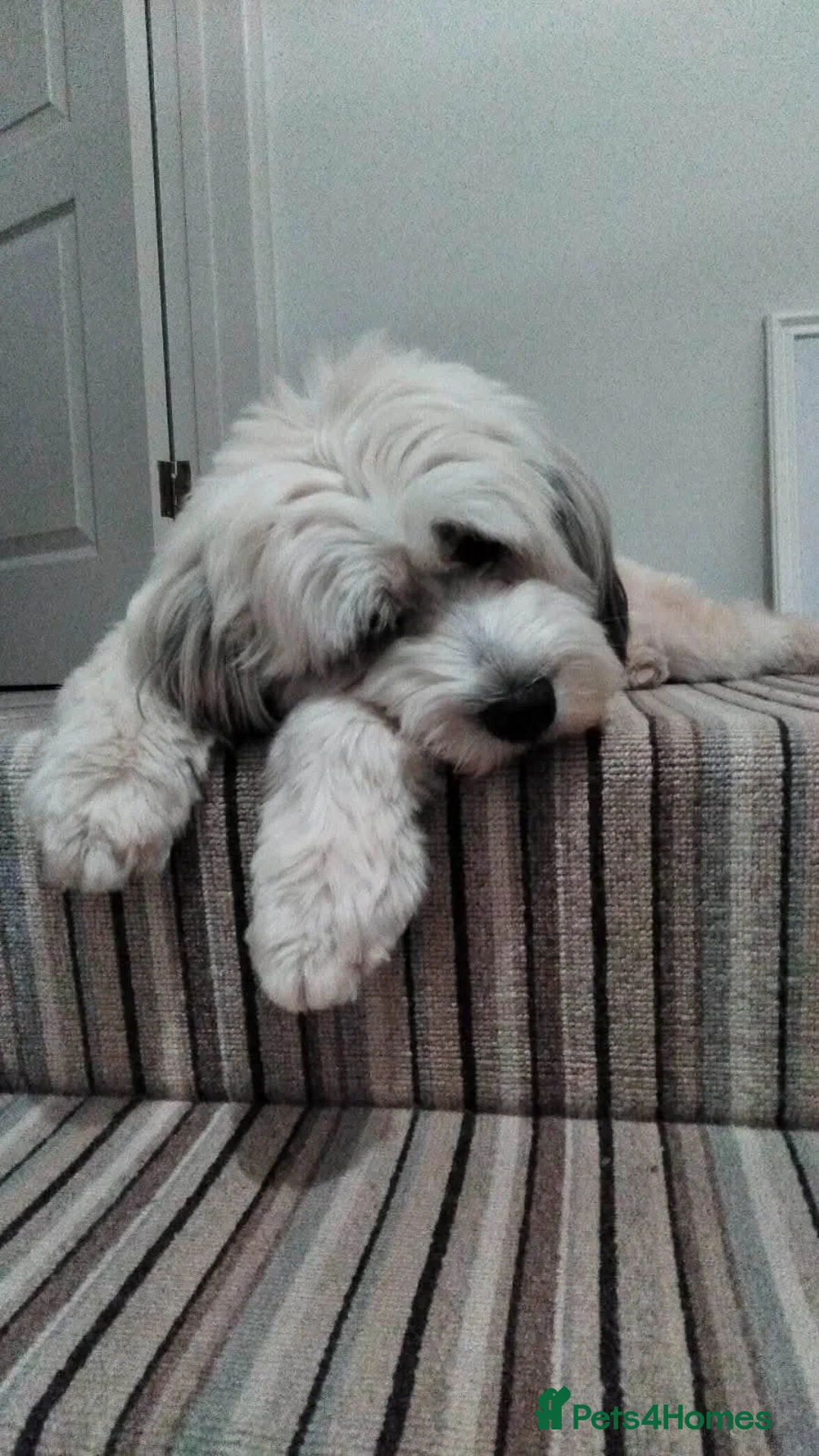 Mixed Breed dogs for adoption: Beautiful Ellie in Kingsbridge - Advert 1