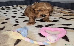Cockapoo dogs for sale: Cockapoo puppies - Image 5