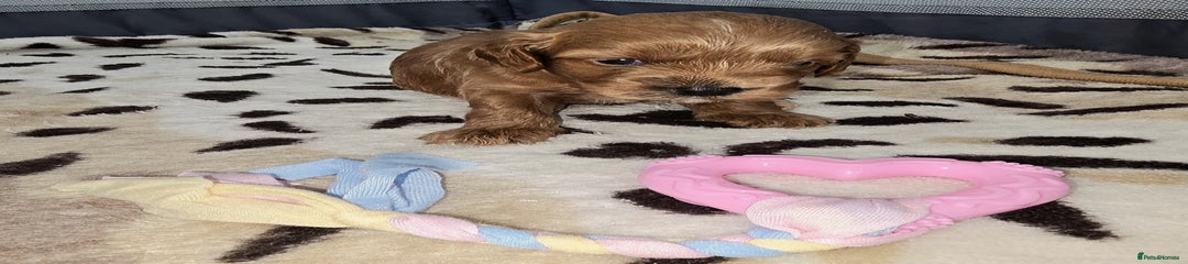 Cockapoo Puppy 2