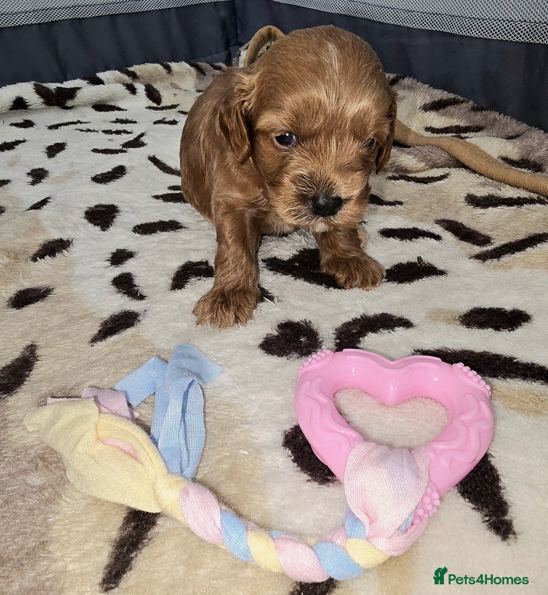 Cockapoo dogs for sale: Cockapoo puppies - Image 5