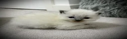 Ragdoll cats for sale: Gorgeous Chunky Ragdoll Litter - Advert 6