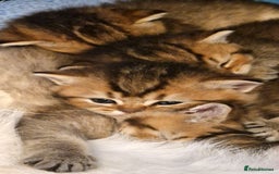 British Shorthair cats for sale: GOLDEN & COLOURPOINT BSH KITTENS, READY TO GO! - Image 15