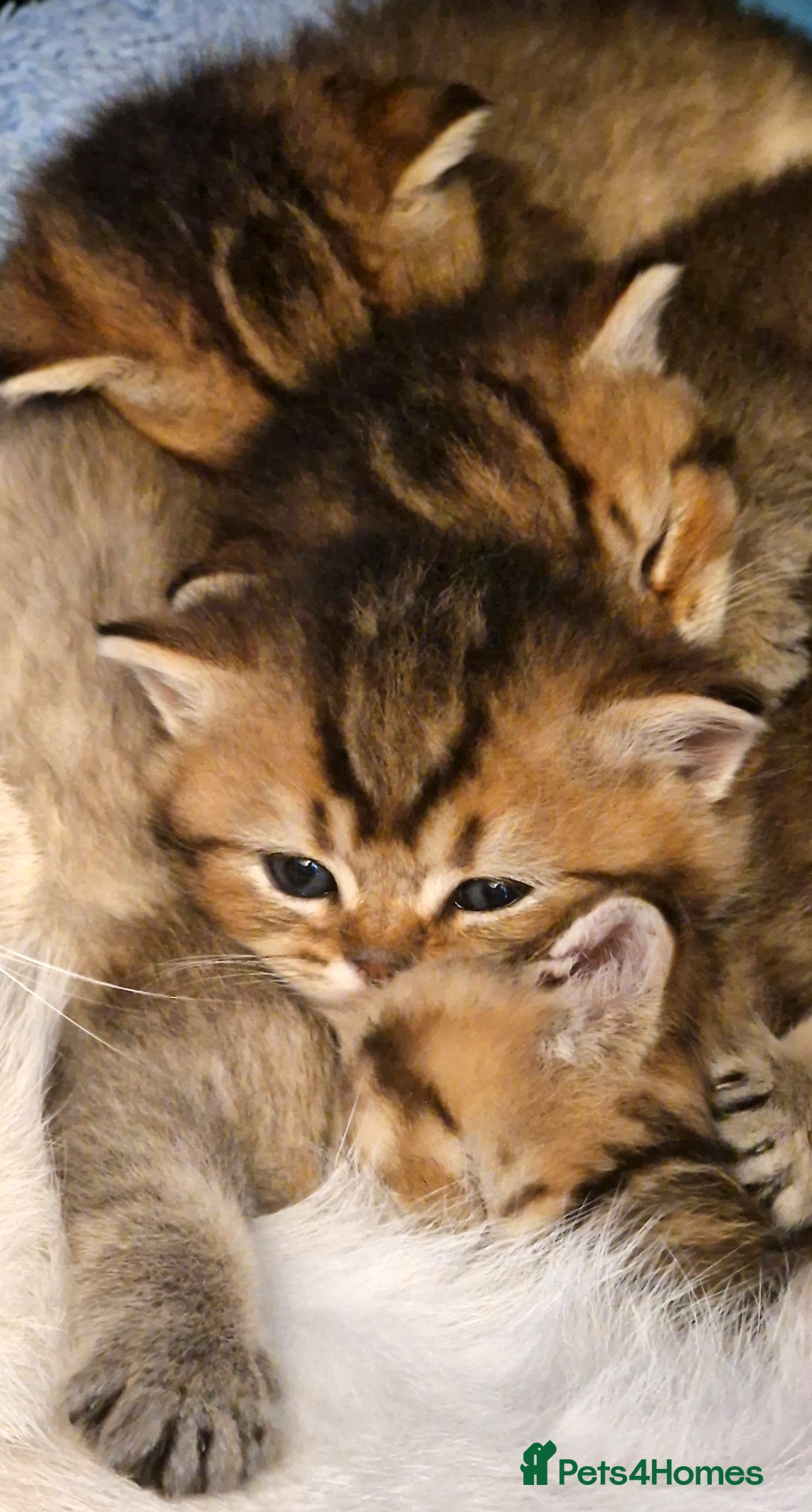 British Shorthair cats for sale: GOLDEN & COLOURPOINT BSH KITTENS, READY TO GO! - Image 15
