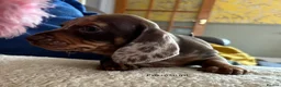 Miniature Dachshund dogs for sale: Gorgeous Litter of Miniature Dachshund Puppies - Advert 22