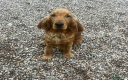 Cockapoo dogs for sale: Cockapoo - Image 13
