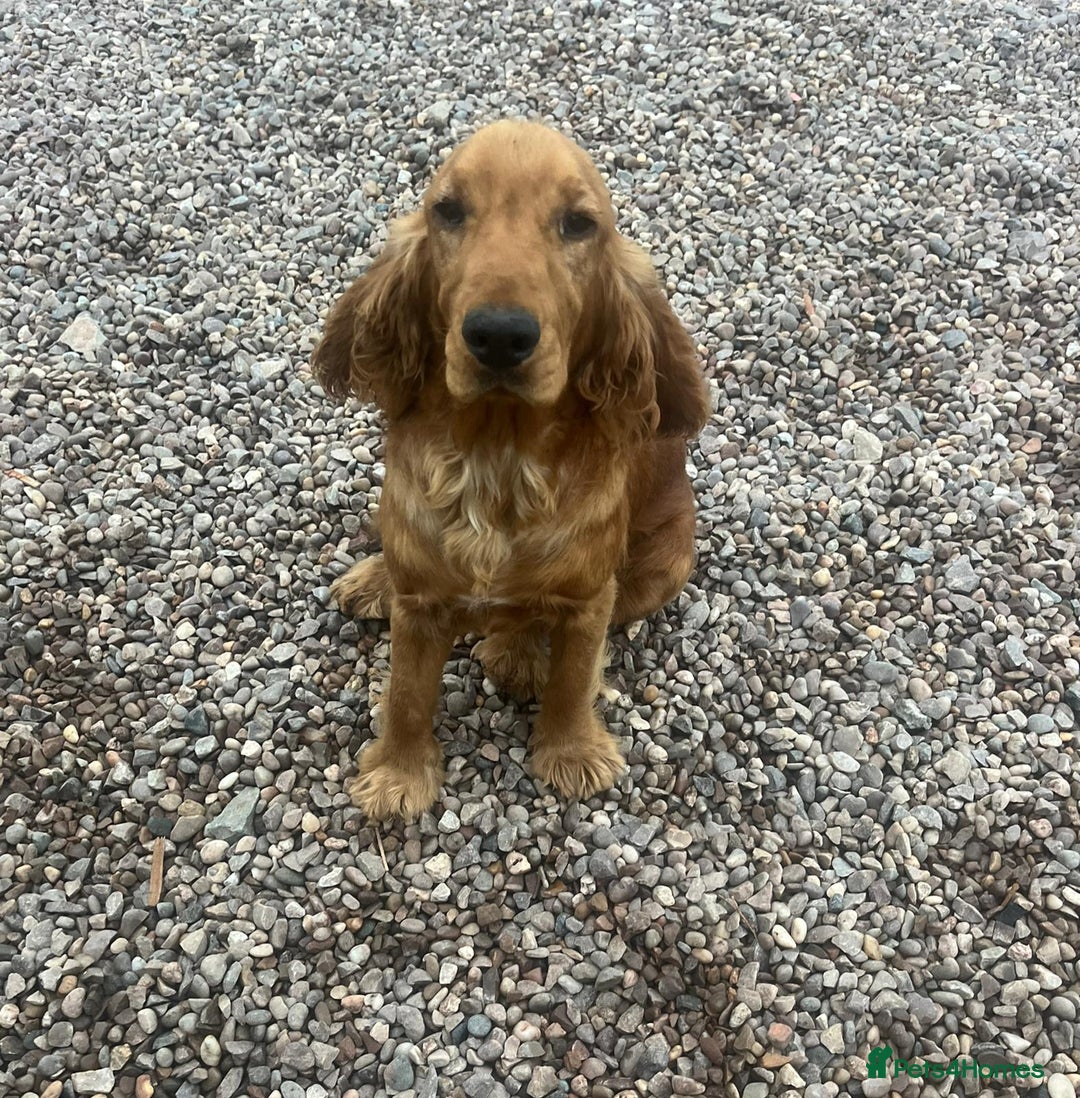 Cockapoo dogs for sale: Cockapoo - Image 13