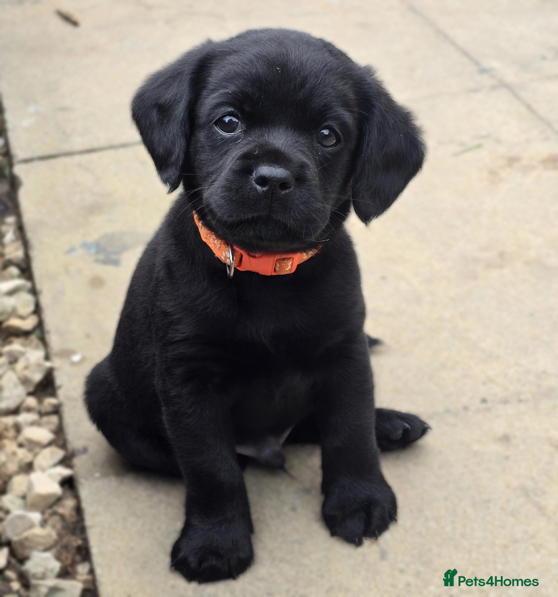 Mixed Breed dogs for sale: Cavador! Rare Ready 2 leave. 1 beautiful boy left. - Advert 12