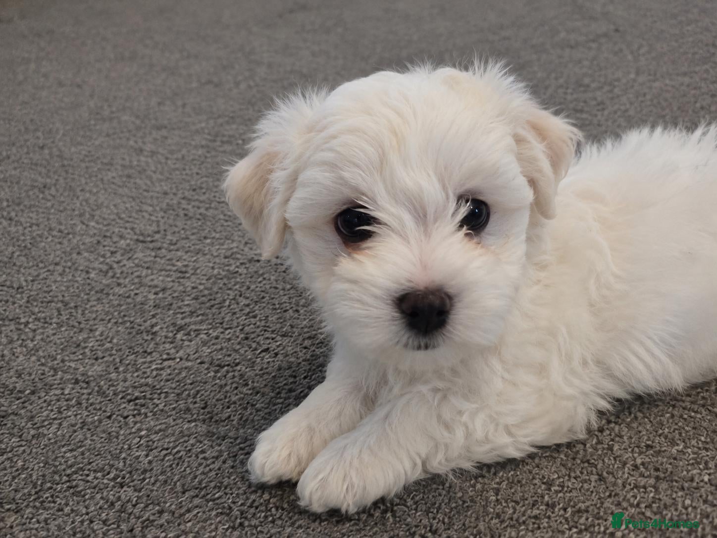 Maltese dogs 4 beautiful Maltese pups for sale. - Advert 4