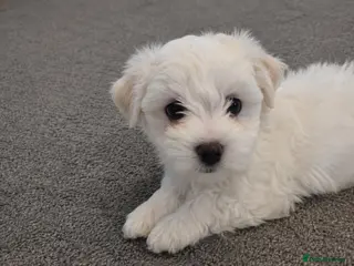 Maltese dogs 4 beautiful Maltese pups for sale. - Advert 4