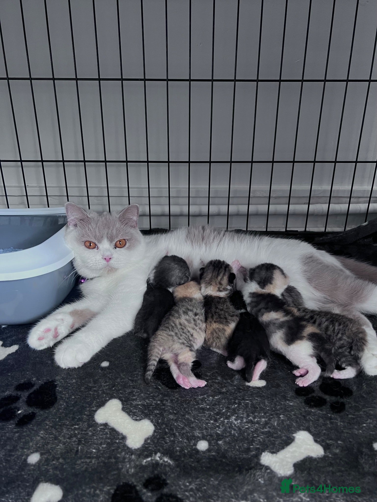 British Shorthair cats Beautiful British short hair kittens - Advert 4