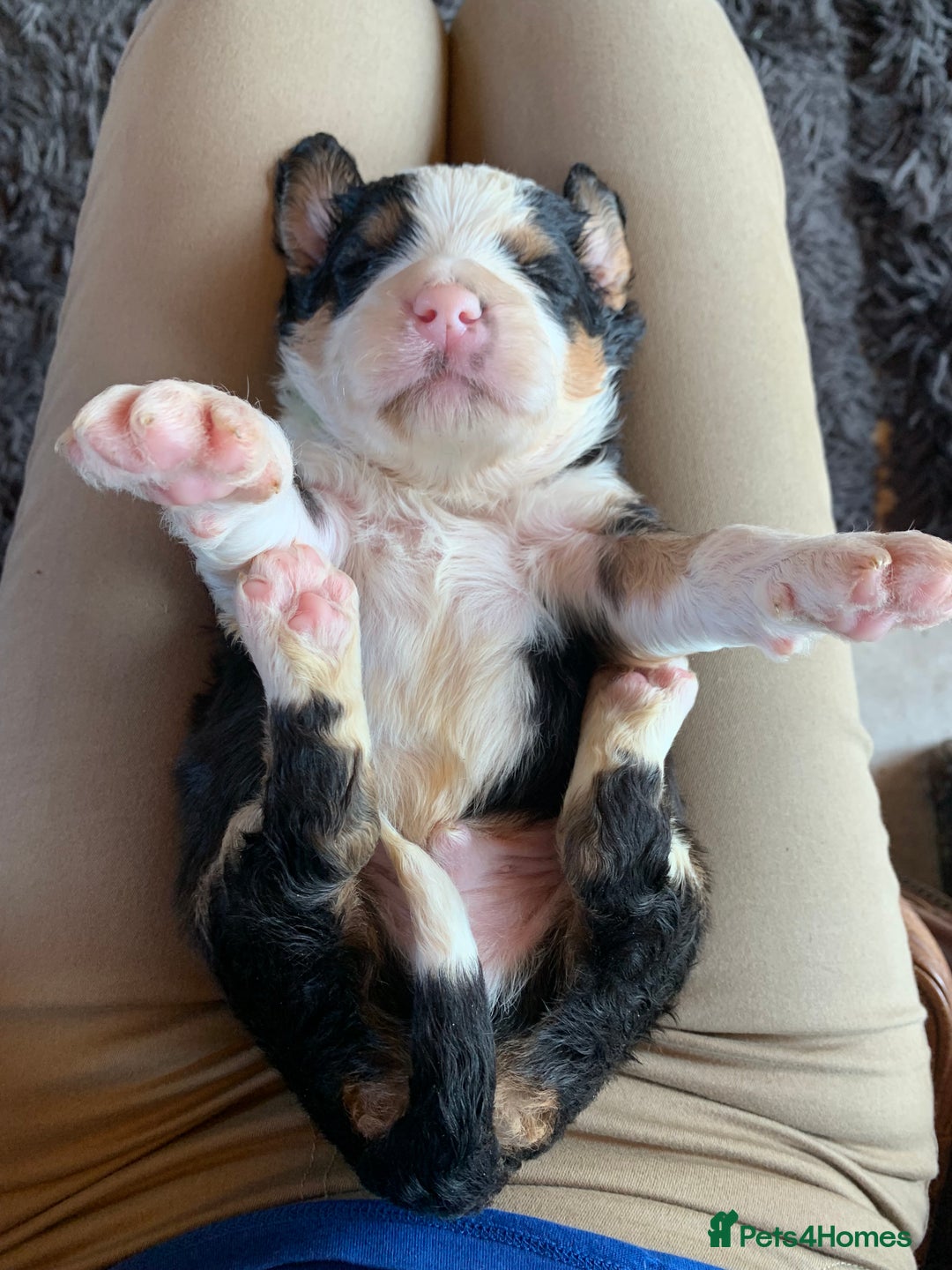 Bernedoodle dogs for sale: Standard Size Bernedoodle  - Image 14