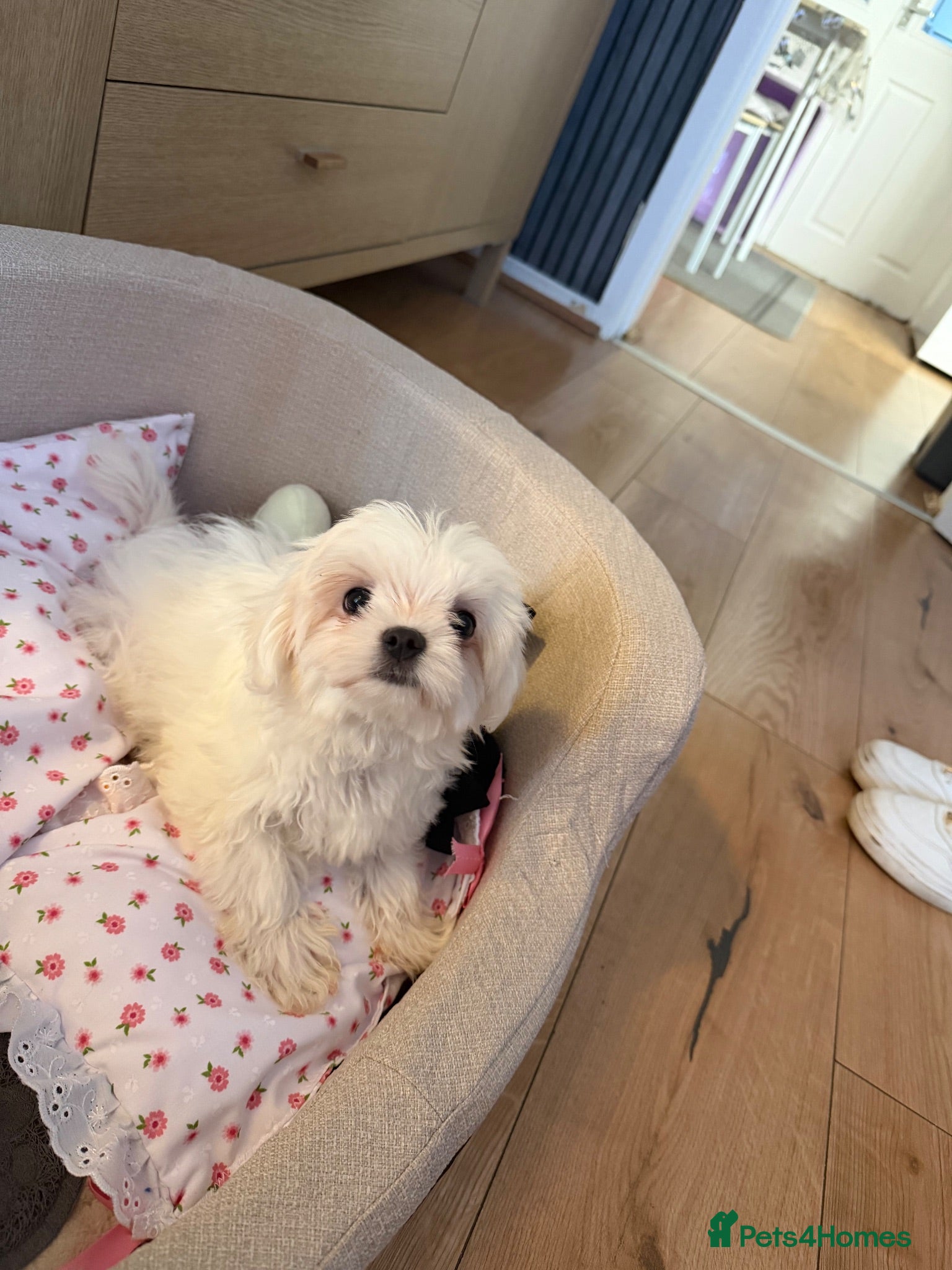 Maltese dogs Maltese  - Advert 1