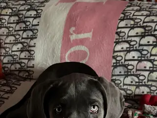 Cane Corso dogs Beautiful Girl looking for a new home - Advert 4