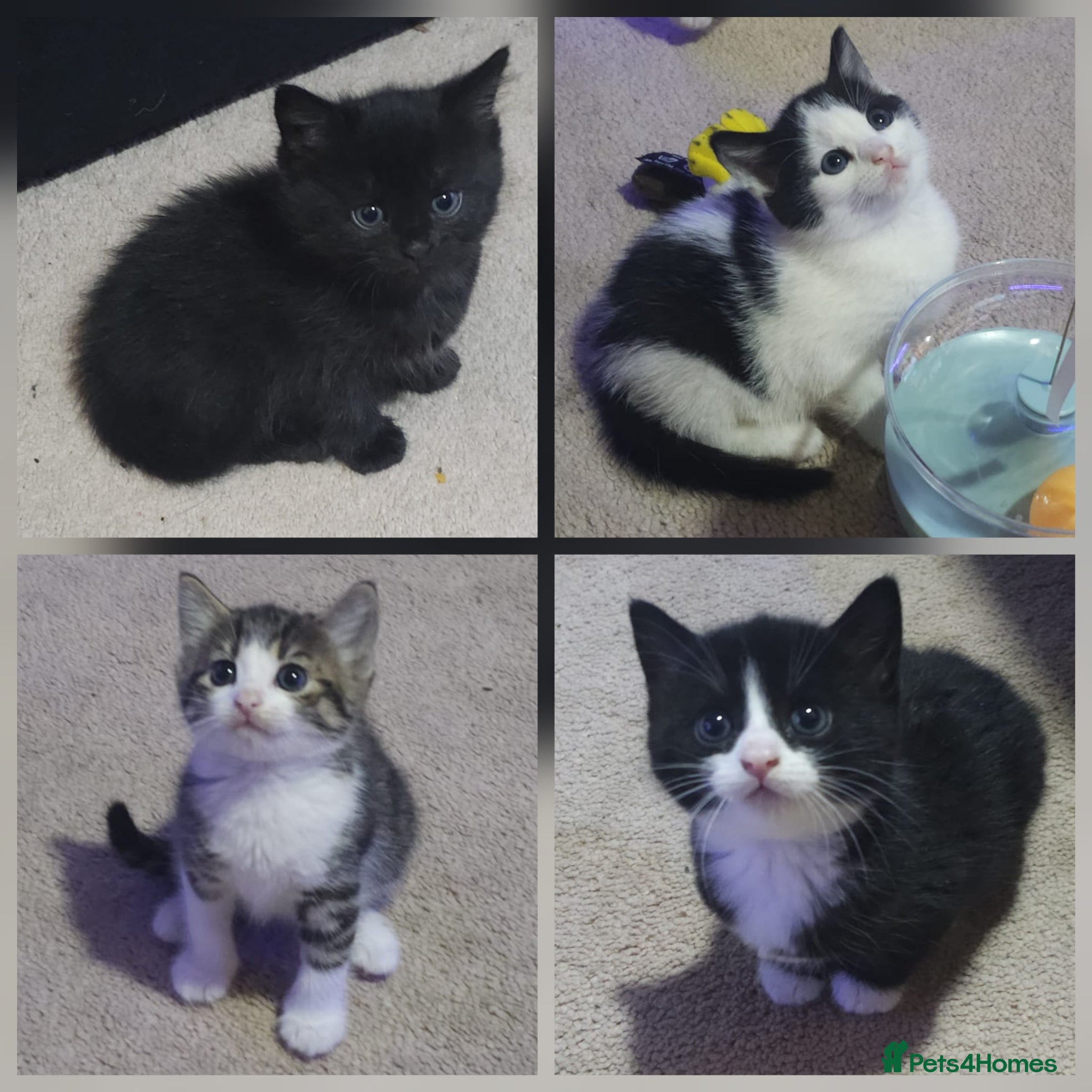 Mixed Breed cats Beautiful Kittens looking for forever homes  - Advert 13